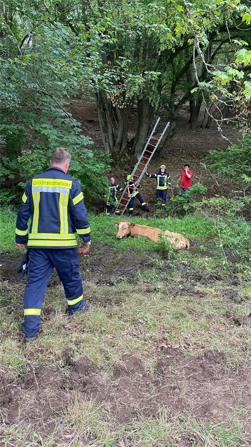Drei Stunden dauerte die Tierrettung. Foto: Feuerwehr Hohegeiß