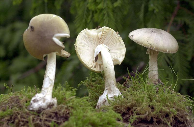 Giftnotruf registriert sehr hohe Zahl an Pilzvergiftungen Drei giftige Grünen Knollenblätterpilze stehen im Rostocker Botanischen Garten.