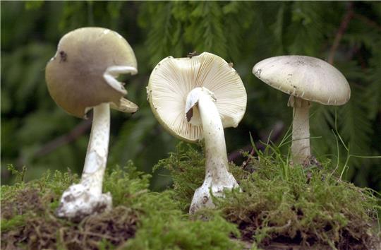 Drei giftige Grünen Knollenblätterpilze stehen im Rostocker Botanischen Garten.