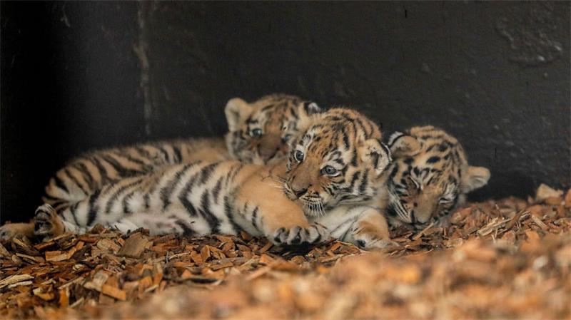 Drei kleine Amur-Tiger im Tierpark Ströhen. 