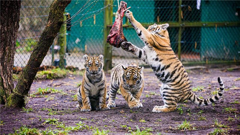 Drei kleine Sibirische Tiger erkunden ihr Gehege auf dem Gelände des Serengeti-Parks. 