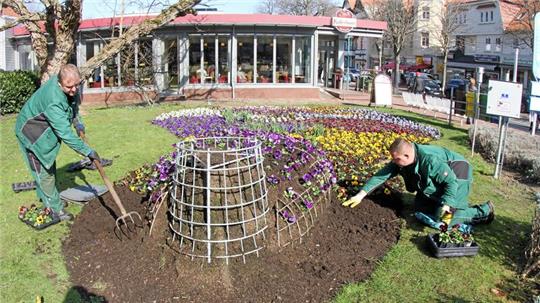 Dreimal im Jahr bepflanzen Mitarbeiter des Bauhofs die Grünflächen der Stadt mit Tausenden Blumen.