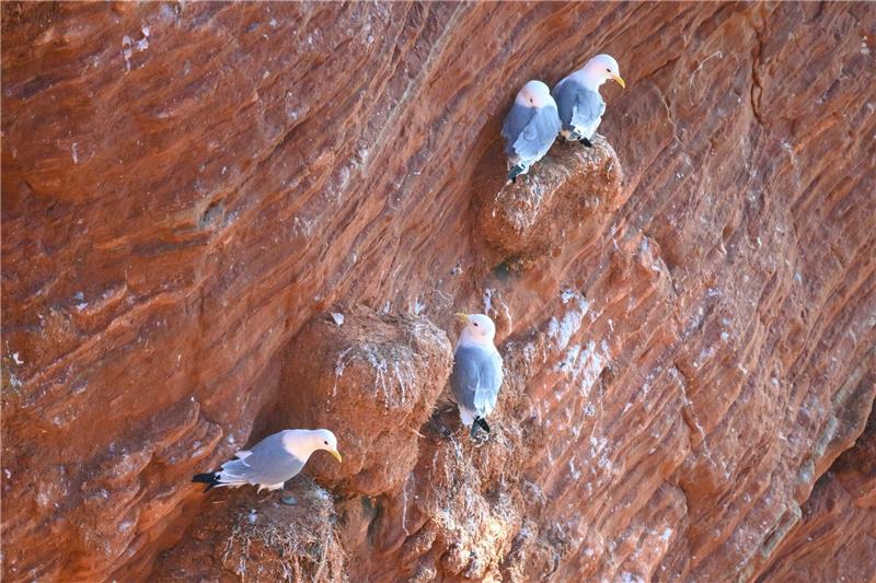 Labor bestätigt Ausbruch der Geflügelpest auf Helgoland Dreizehenmöwen sitzen auf den roten Klippen (Lummenfelsen) auf Helgoland.