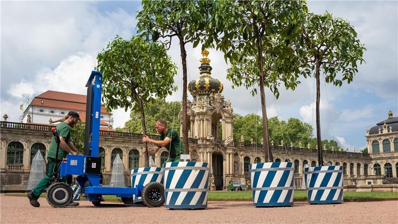 Dresden: Orangenbäumchen kehren nach fünf Jahren ins Sommerquartier im Zwinger-Innenhof zurück