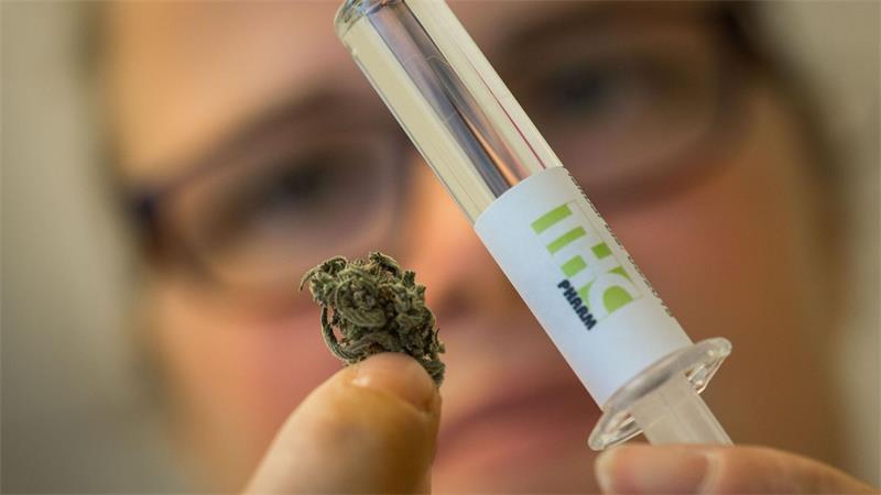 Dronabinol (rechts) wird aus der Hanfpflanze gewonnen. Es enthält den Wirkstoff THC. (Archivbild)