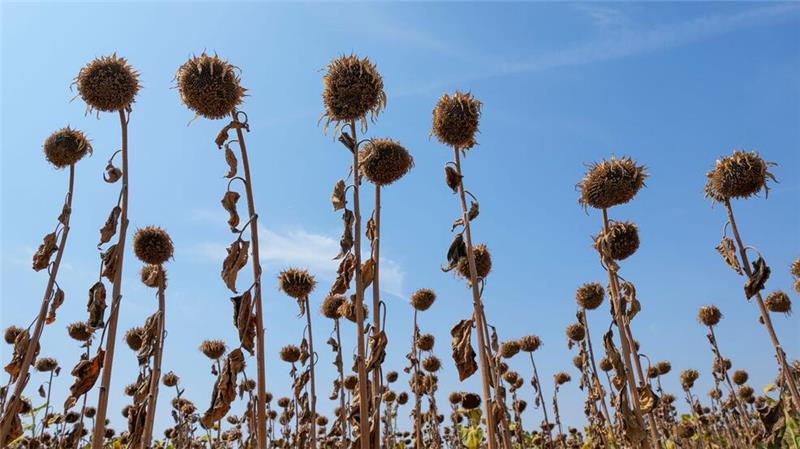 Gesundheit zunehmend durch Klimawandel beeinträchtigt Dürren und Hitzewellen führen zu größerer Ernährungsunsicherheit. (Archivbild)