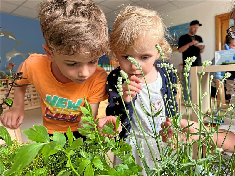 Harlingeröder Kinder stecken ihre Nase in Kräuter Duftprobe: Welche Kräuter riechen wie? Gar nicht so einfach. Foto: Schlegel