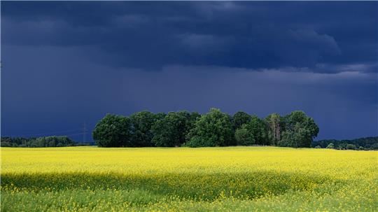 Dunkle Wolken ziehen über ein Rapsfeld nahe Lomske in der sächsischen Oberlausitz.