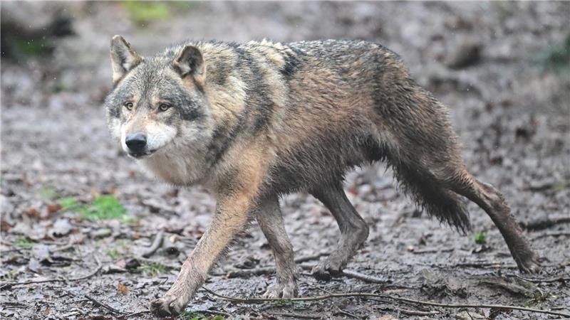 Wolf läuft übers Bahnhofsgelände Durch Niedersachsens Wälder streifen inzwischen zahlreiche Wölfe. (Symbolbild)