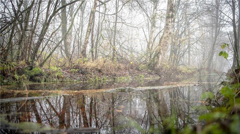 Kommunen: Transformation der Moore kostet Milliarden Durch Wiedervernässung von Mooren können Treibhausgas-Emissionen gesenkt werden. (Archivbild)
