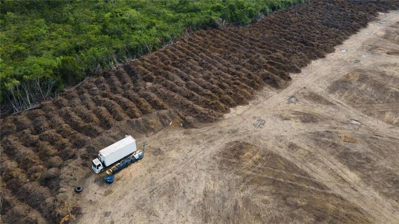 EU-Mitgliedsstaaten gegen Änderungen an Waldschutzgesetz Durch das Gesetz soll die Abholzung des Regenwaldes etwa im Amazonas deutlich reduziert werden. (Symbolbild)