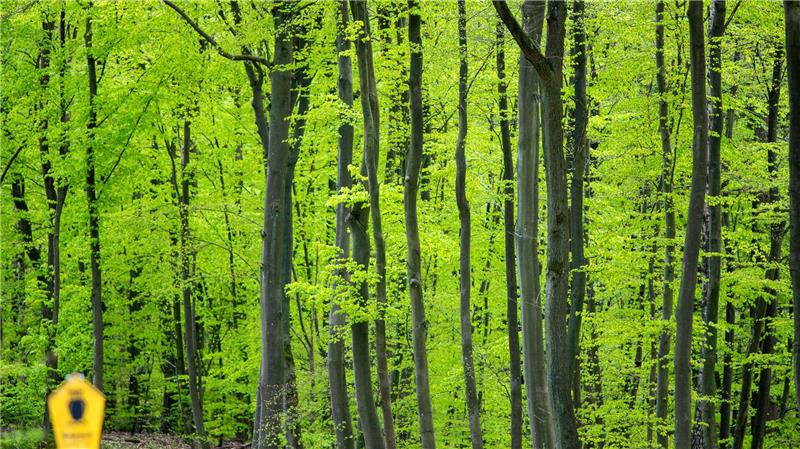 Mehr Vielfalt: Wie sich der Wald von morgen wandeln muss Durch den Klimawandel kommen selbst Buchen an ihre Grenzen. (Archivfoto)
