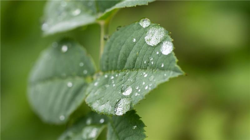 Durch den Regen treiben viele Bäume nun kräftig neue Blätter aus (Archivbild).