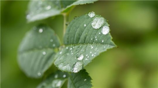 Durch den Regen treiben viele Bäume nun kräftig neue Blätter aus (Archivbild).