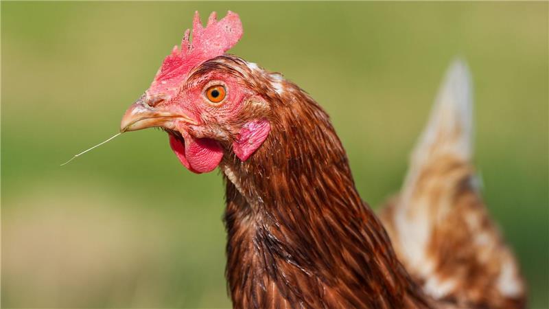 Durchgeführt wurde die Studie mit 20 Küken. (Symbolbild)