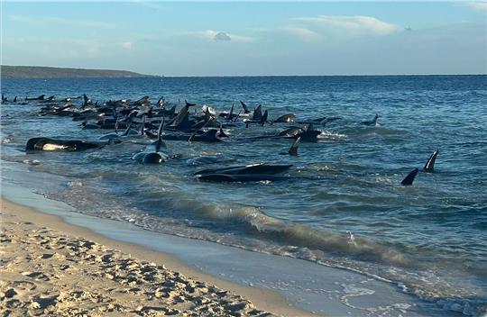 Dutzende Grindwale am Strand der Kleinstadt Dunsborough südlich von Perth.