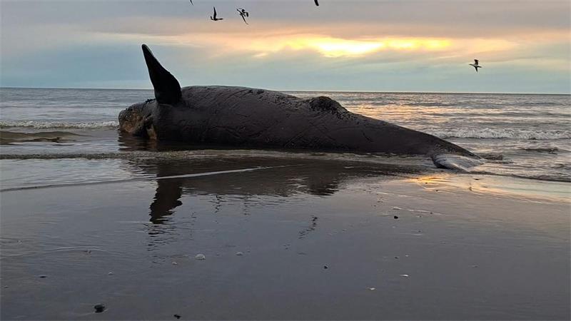 Dutzende toter Jungwale wurden in Patagonien an Land gespült.