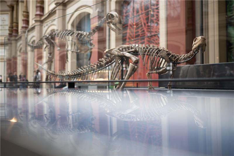 Hitler-Käfer und Mussolini-Falter - Dürfen Tiere so heißen? Dysalotosaurus lettowvorbecki: Der Name des Dinosauriers bezieht sich auf Paul von Lettow-Vorbeck, der als deutscher Offizier am Völkermord an den Herero und Nama beteiligt war.