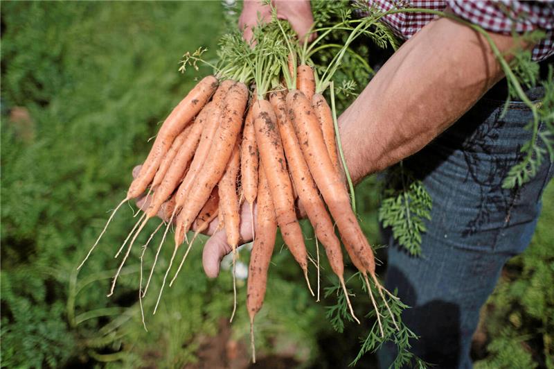 Ein Bauer hält ein Bund Möhren in der Hand.