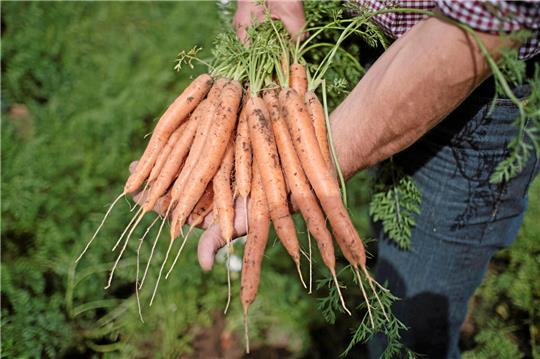 Ein Bauer hält ein Bund Möhren in der Hand.