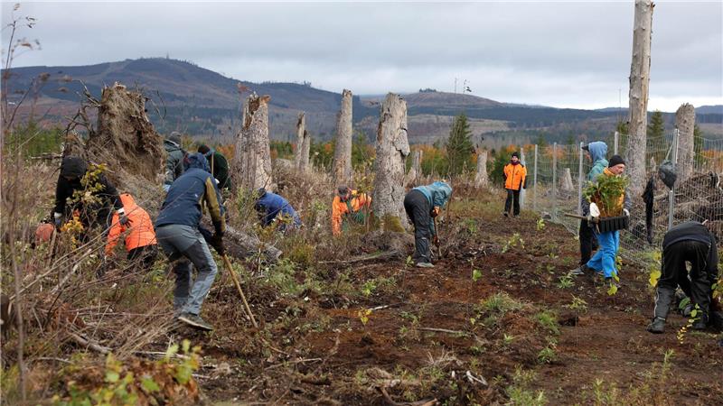 35 Jahre Bergwaldprojekt – wie sich der Wald verändert hat Ehrenamtliche pflanzen auf einer 1,8 Hektar großen, zuvor bewaldeten Brachfläche rund 3.500 Laubbäume.