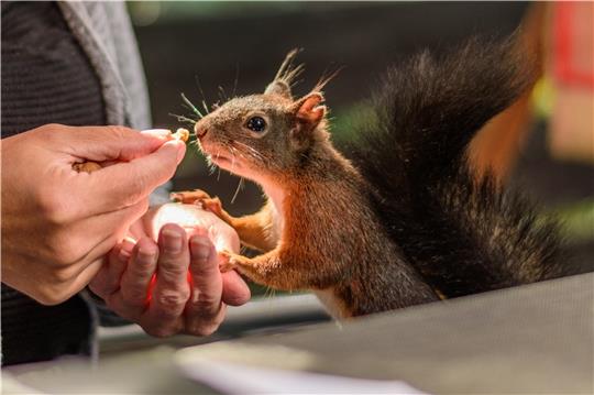 Eichhörnchen Pauli gehörte zu den Dauergästen bei Kristina Kühne-Sasse. Fotos: Kühne-Sasse