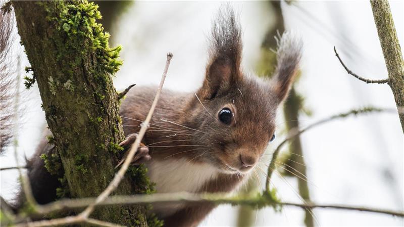 Eichhörnchen im Winter