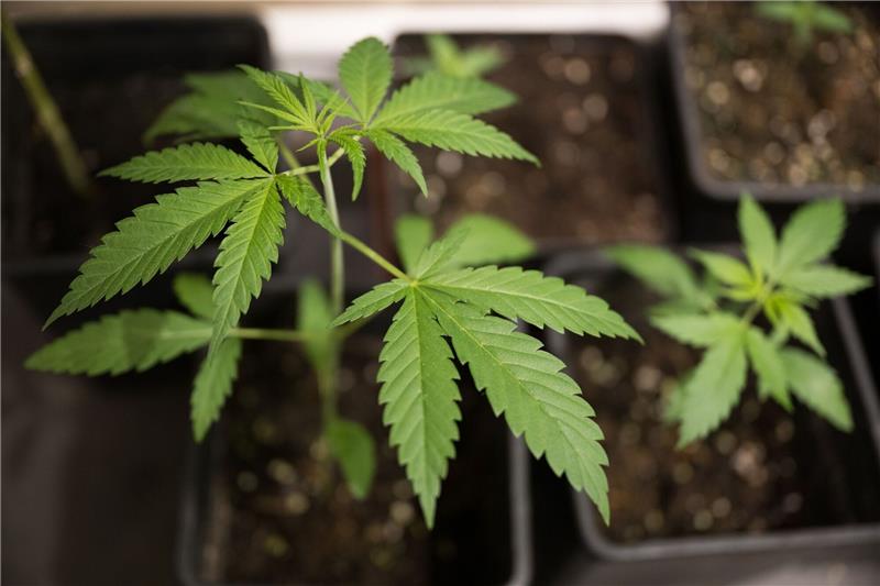 Cannabis-Freigabe nimmt nächste Hürde Eigenanbau und Besitz bestimmter Mengen sollen für Volljährige vom 1. April an erlaubt sein. Zum 1. Juli sollen Clubs zum nicht-kommerziellen Anbau möglich werden.