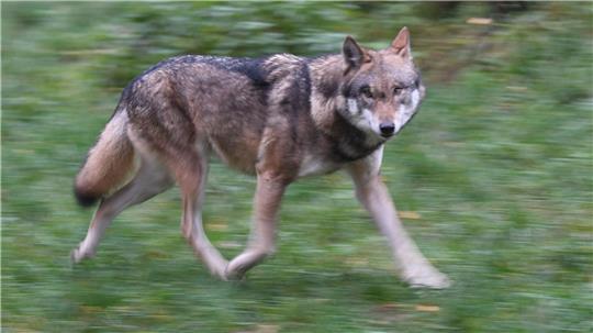 Eigentlich eher scheu: Wölfe meiden üblicherweise den Menschen.