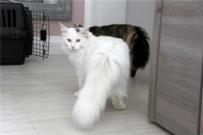 Katze „Nuri“ aus Liebenburg mit Pfeil angeschossen Eigentlich ist „Nuri“ schneeweiß, Auf ihrem Kopf und hinter ihrem Ohr sind aber noch die Wunden zu sehen, wo der Pfeil drin steckte, außerdem das Silberspray, das der Tierarzt bei der Behandlung benutzt hat. Fotos: Düber