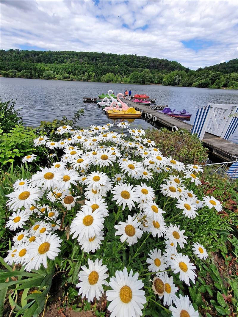 Eigentlich sind Rosen die Stars im Rosarium am See: Aber hin und wieder bekommen auch andere Blumen– hier die Margeriten – ihren großen Auftritt am Steg.  Foto: Sowa