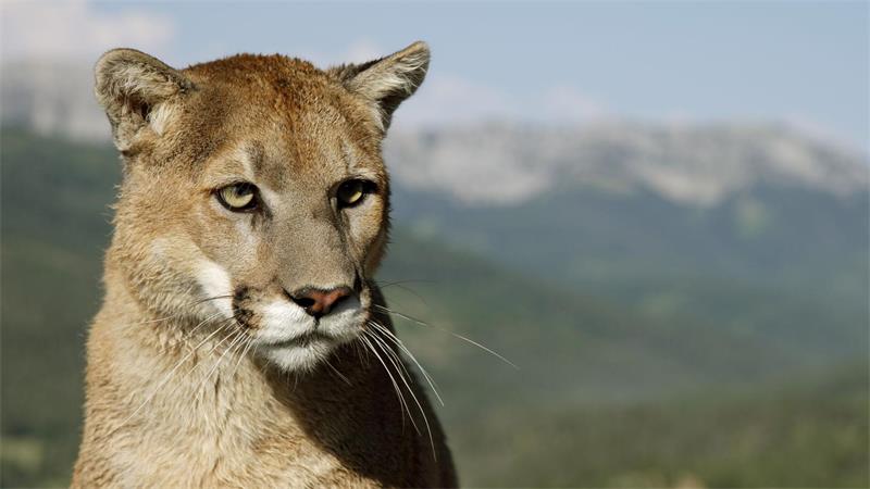 Streift ein Puma durch Oberbayern? Was bisher bekannt ist Eigentlich unter anderem in Nordamerika beheimatet: der Puma, auch Berglöwe genannt. (Symbolbild)