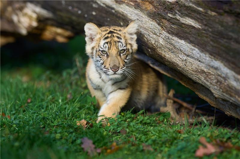Tigermädchen in Berliner Clan-Villa - Ordnungsamt ermittelt Ein 14 Wochen altes Tigerbaby spielt in einem Gehege. (Archivbild)