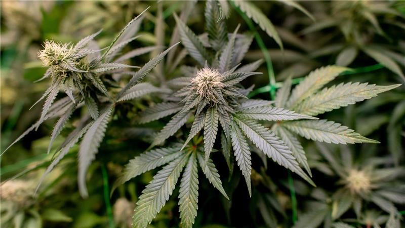 Ein 21 Jahre alter Verdächtiger, der den Betrieb der Plantage organisiert haben soll, sitzt in U-Haft. (Symbolbild)