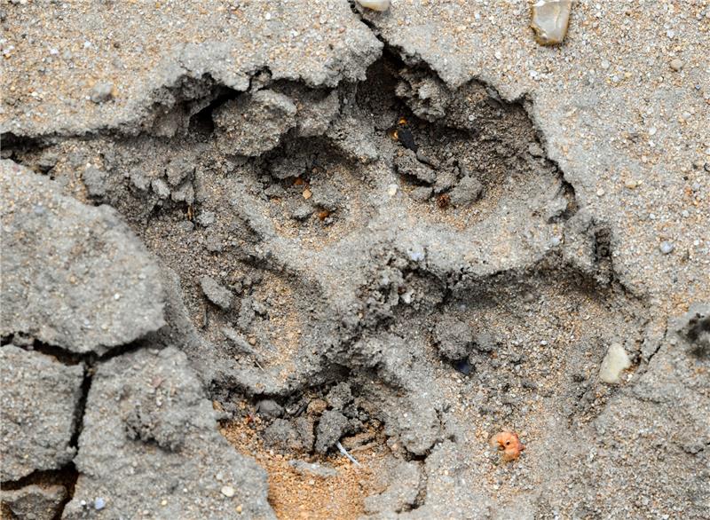 Der Wolf vor den Toren Goslars: So verhalten Sie sich richtig Ein Abdruck einer Pfote eines Wolfes im Sand. Foto: Patrick Pleul, dpa