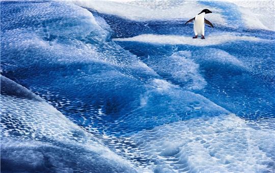 Ein Adeliepinguin steht auf einem blauen Eisberg im Rossmeer. Die Antarktis ist in Gefahr, und mit ihr die gesamte Erde. Denn die Lebensräume des Planeten sind miteinander verbunden.