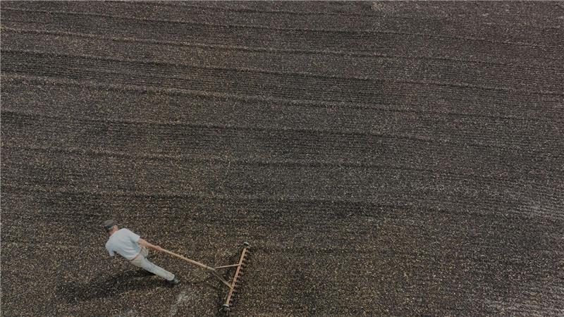 Bilder des Tages Ein Angestellter verarbeitet Kaffeebeeren auf der Farm Boa Esperanca in Brasilien.