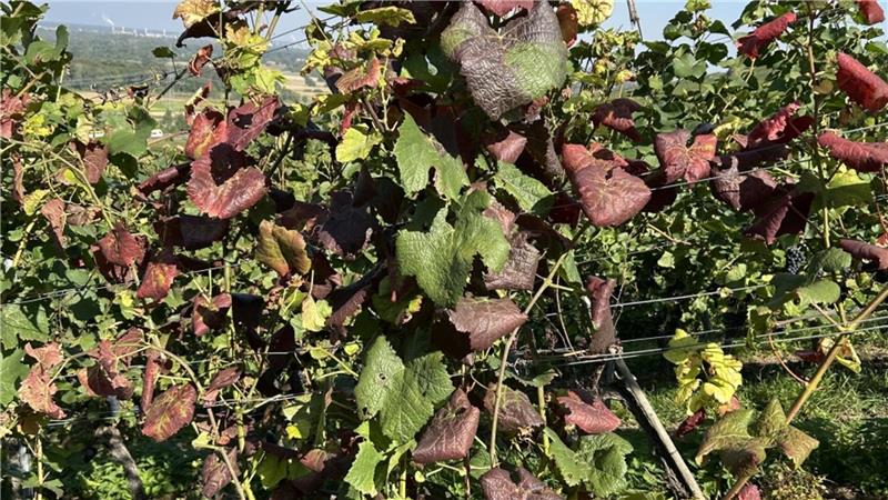 Neue Rebkrankheit nachgewiesen: Gefahr schneller Ausbreitung Ein Anzeichen für befallene Reben können unter anderem rötliche, eingerollte Blätter sein.