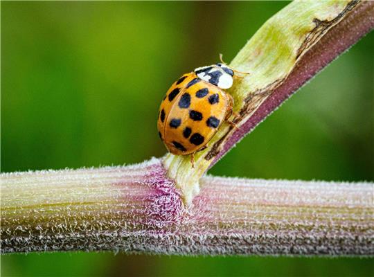 Ein Asiatischer Marienkäfer krabbelt im Naturschutzgebiet Ferbitzer Bruch - und vielleicht auch im heimischen Garten?