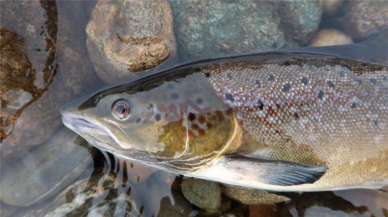 Tausende Süßwasserarten vom Aussterben bedroht Ein Atlantischer Lachs