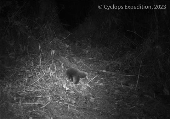 Ein Attenborough-Langschnabeligel ist in den Zyklopenbergen der indonesischen Provinz Papua vor die Linse einer Kamera gelaufen.
