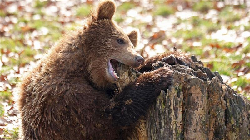 Ein Bär knabbert im Tierpark in Thale an einem Baumstamm. 