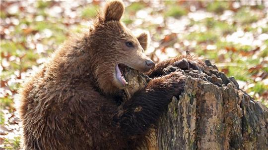 Ein Bär knabbert im Tierpark in Thale an einem Baumstamm. 