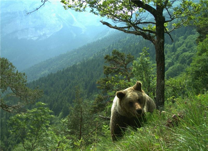Kritik an Gesetz zur Tötung von Bären im Trentino Ein Bär läuft durch ein hügeliges Gebiet im Trentino (undatiertes Handout).