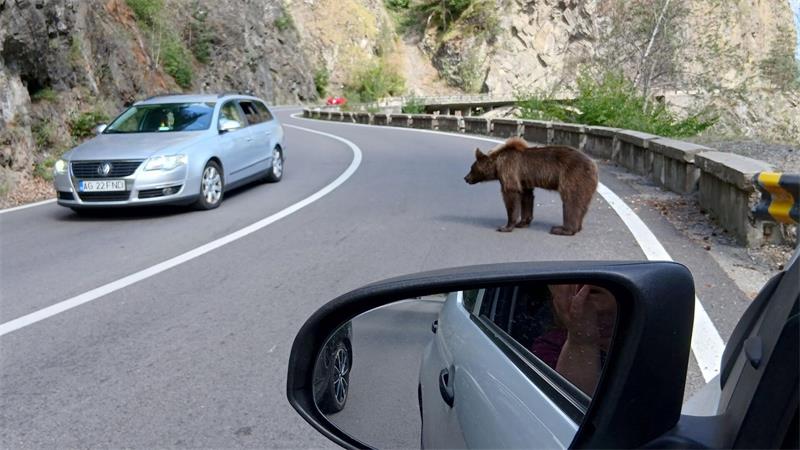 Ein Bär mitten auf der Straße. (Archivbild)