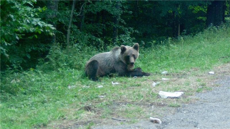 Karpaten: Bären rücken Menschen auf den Pelz Ein Bär wartet an einer Parkbucht.