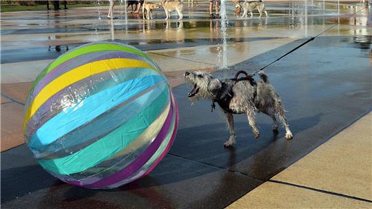 Ein Ball ist für etliche Hunde ein höchst verführerisches Objekt. (Archivbild)