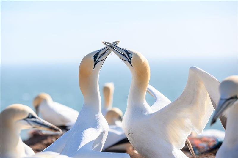 Seevögel: Trifft die Vogelgrippe erneut das Wattenmeer? Ein Basstölpel-Paar mit schwarzen und hellblauen Augen sitzt auf den Lummenfelsen über der Nordsee.