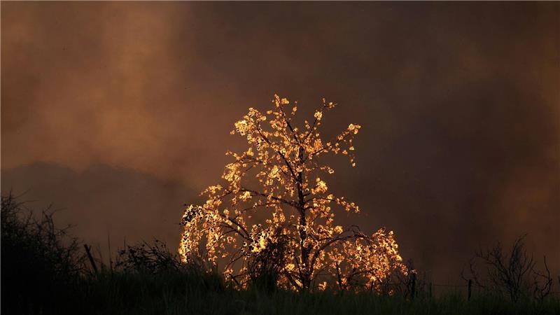 Bilder des Tages Ein Baum brennt bei einem Waldbrand in der Stadt Patras im Westen Griechenlands.