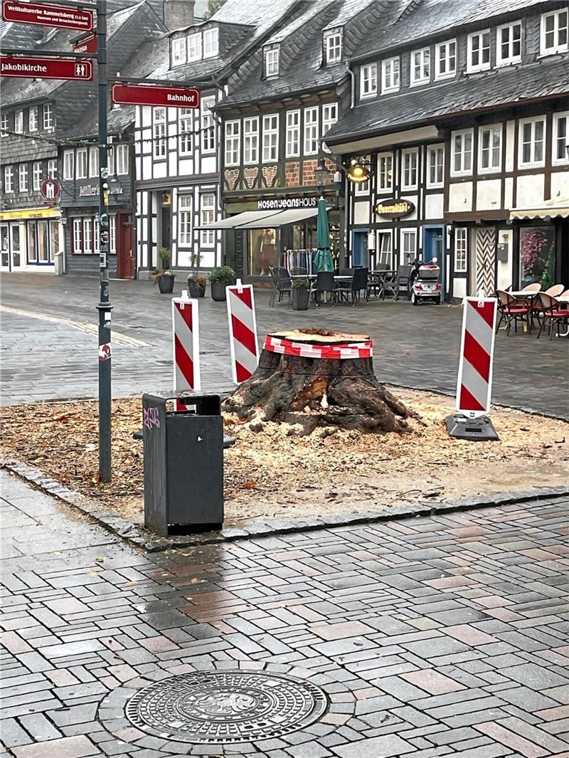 Ein Baum fehlt: Alte Kastanie wegen Fäulnis gefällt